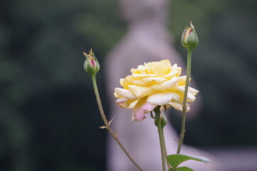 single yellow rose