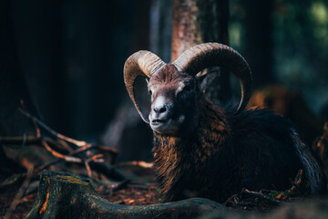 mouflon lies in the woods - obrazy, fototapety, plakaty