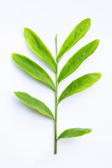 Fresh galangal leaves isolated on white background.