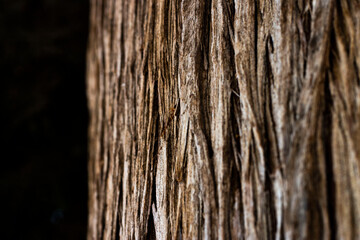 Obraz premium nature