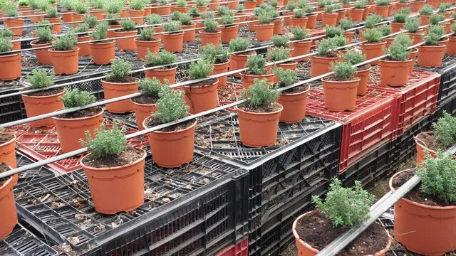 Growing fresh organic thyme in rows of pots at greenhouse