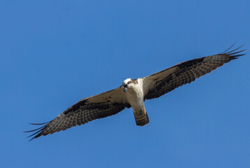 Osprey at Manitou Lake
