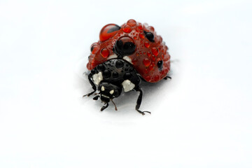 Extreme macro  shots, Beautiful ladybug . isolated on a white background.