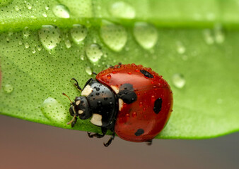 Extreme macro shots, Beautiful ladybug on flower leaf defocused background.