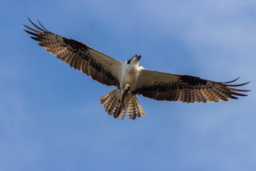 Osprey at Manitou Lake