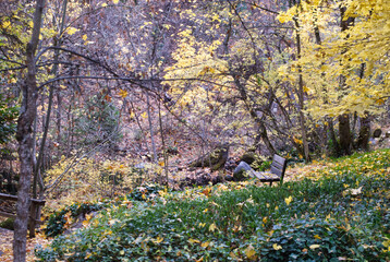 A bench in Lithia Park, Oregon