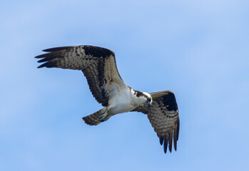 Osprey at Manitou Lake