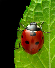 Extreme macro shots, Beautiful ladybug on flower leaf defocused background. © blackdiamond67