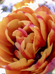 Rose orange