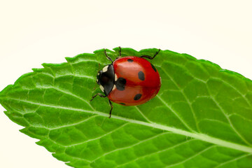 Extreme macro shots, Beautiful ladybug on flower leaf defocused background.