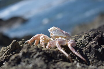 crab shell on the beach