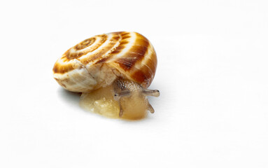 Extreme macro shots, Beautiful snail. isolated on a white background.