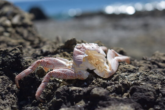 shell crab on the beach