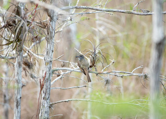 Great Crested Flycatcher