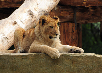 Female Lion Resting On A Granite Block On A Sunny Spring Day