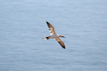 Fototapeta na wymiar Flying Northern Gannet In Front Of The Blue Sea On Helgoland Island Germany On A Sunny Summer Day