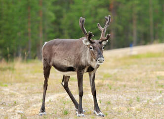 Naklejka na ściany i meble Curious Deer With Horn Looking In The Camera In Norway On A Cloudy Summer Day