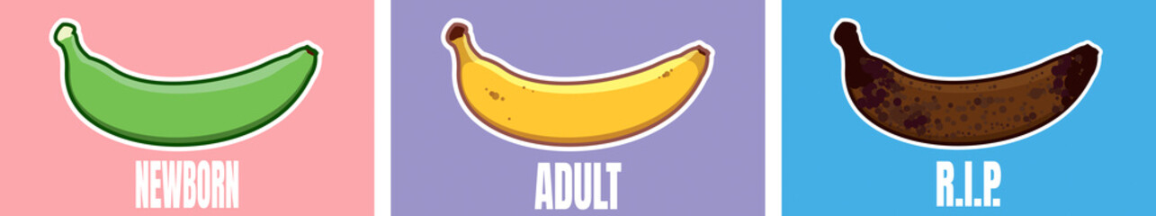 Set of vector banana of different colors. Ripe stages of bananas from unripe to overripe. Fruit for every taste. © Эжен Лавре