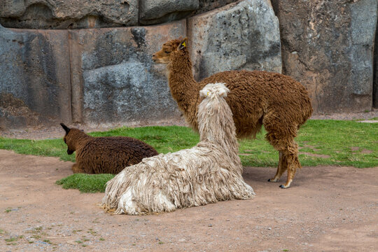 Alpacas Resting Among the Ruins of Sacsayhuamán Near Cusco, Peru
