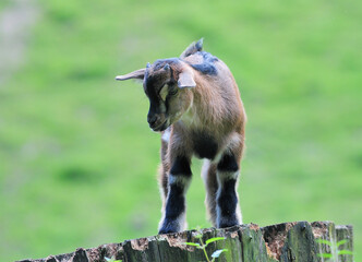 Cute Little Baby Deer Standing On A Tree Stump In Hesse Germany On A Sunny Summer Day