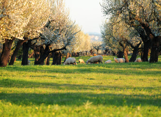 Grazing Sheeps In A Meadow With Blooming Almond Trees On Mallorca On A Sunny Winter Day