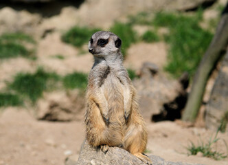 Fototapeta premium Upright Sitting Mongoose In Hesse Germany On A Sunny Summer Day