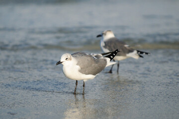 Fototapeta premium Sea Gull In The Shallow Water On The Beach Of Ponce Inlet Florida On A Sunny Autumn Day