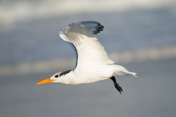 Flying Black Skimmer  In Front Of The Blue Sea On The Beach In Ponce Inlet Florida On A Sunny Autumn Day