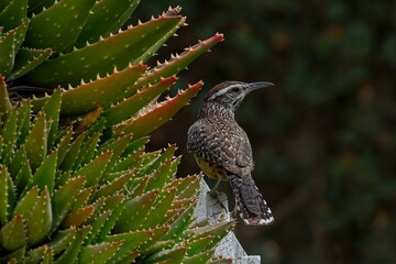 Bird and Cactus (Campylorhynchus yucatanicus)	