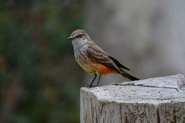 Bird Scarlet Flycatcher (Female)