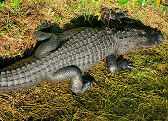 Aerial View Of An American Alligator Resting In The Swamps Of The Everglades National Park Florida On A Sunny Autumn Day