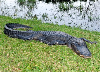 An American Alligator Resting In The Swamps Of The Everglades National Park Florida On A Sunny Autumn Day