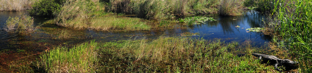 Panorama With An American Alligator Resting In The Swamps Of The Everglades National Park Florida On A Sunny Autumn Day