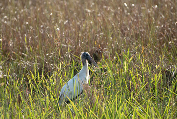 Wood Stork