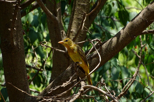 Yellow Bird (Piranga rubra)