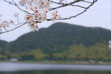 藺牟田池に咲く桜の木と綺麗な山