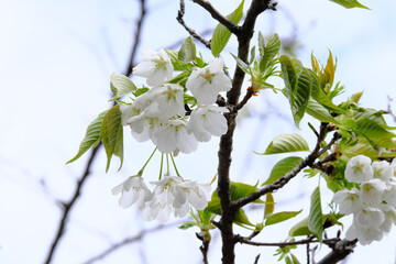 下から見上げる雨の日の桜