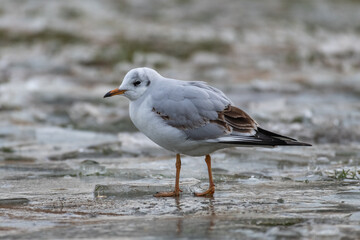 Black-headed gull on ice (Chroicocephalus ridibundus)