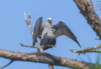 Male and female Mississippi Kite birds Ictinia mississippiensis mating on long leaf pine tree branch in Florida - blue sky background - red eyes glaring - ghostly Dracula appearance