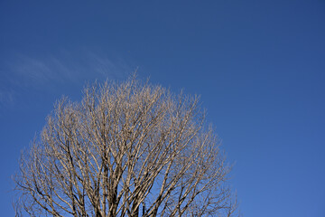At Nogawa Park in Tokyo, Japan. Zelkova in winter.