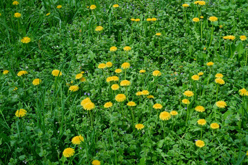 Flowering dandelion on meadow among various herbal plants in last April