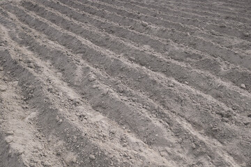 Parallel rows of soft soil for future planting of vegetables