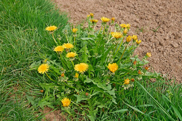 Flowering dandelion plant among green grass near the arable soil