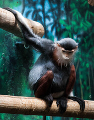 Animal Contemplation