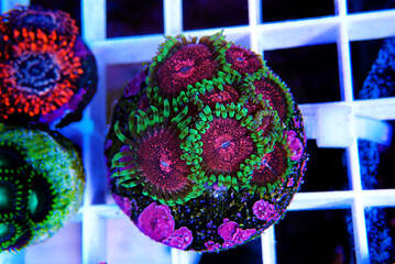Pink Diamond rare Zoanthids colony polyps 