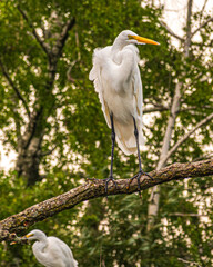 Great egret (Ardea alba), perched on a branch over water, on the Toronto Islands.