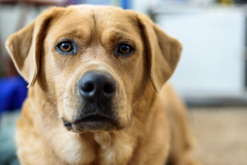 golden retriever dog