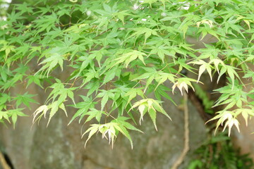 大王わさび農場　長野県