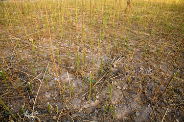 Crops of marijuana growing in the area of Rif - ketama in Morocco. 2006