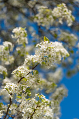 tree blossom in the spring